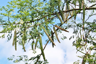 10 Flowering DRUMSTICK TREE Moringa Oleifera Seeds (Miracle Tree / Ben Oil Tree)